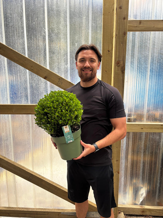 Ilex crenata 'Jenny' Ball