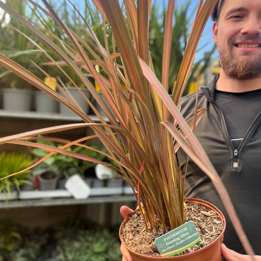 Phormium 'Evening Glow' 2L (40-50cm inc. pot)