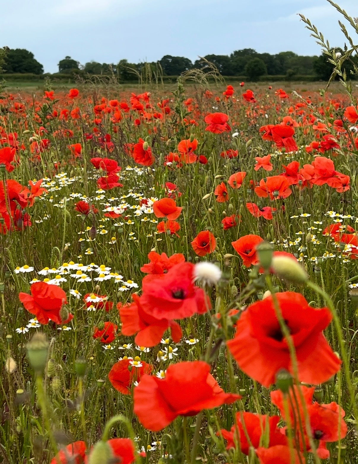 Poppy Flanders Red
