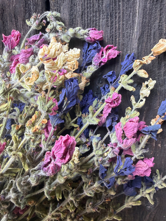 Dried Clary Sage | Salvia sclarea | Norfolk Cottage Garden