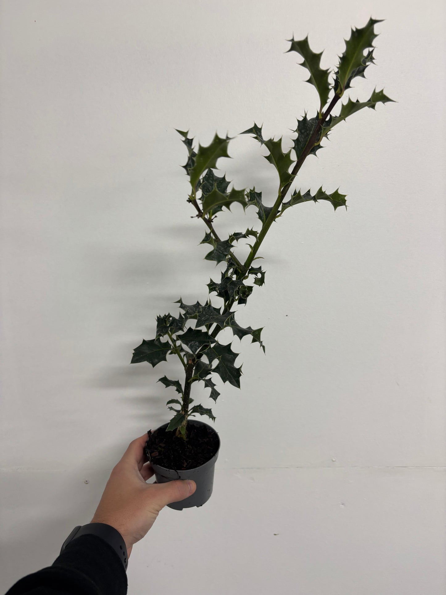 Ilex aquifolium (Holly Bush)  9cm / 2L
