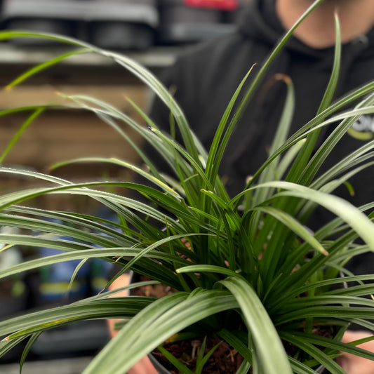 Carex oshimensis 'Irish Green' 2L / 3L