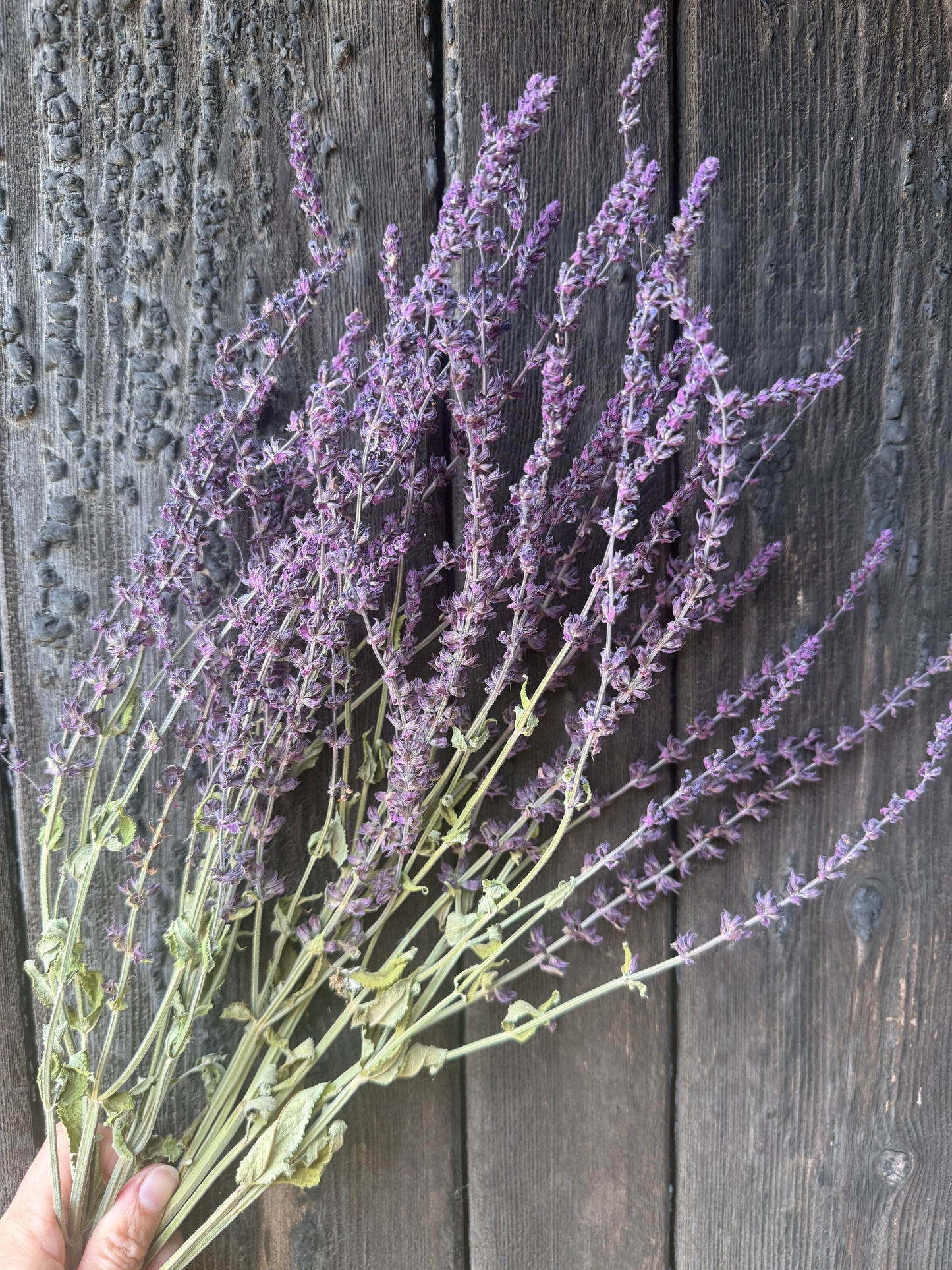 Salvia Violet Queen Dried