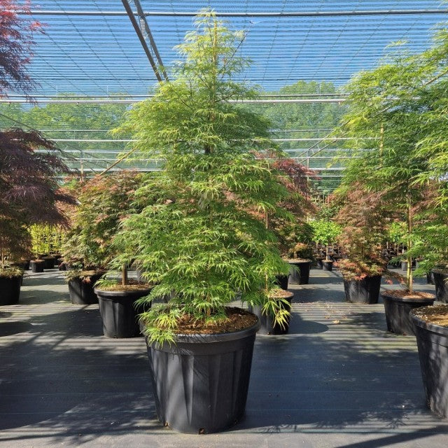 Acer palmatum Dissectum 3L / 10L / 130L