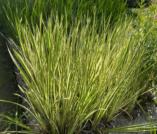 Acorus calamus variegatus