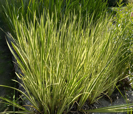 Acorus calamus variegatus