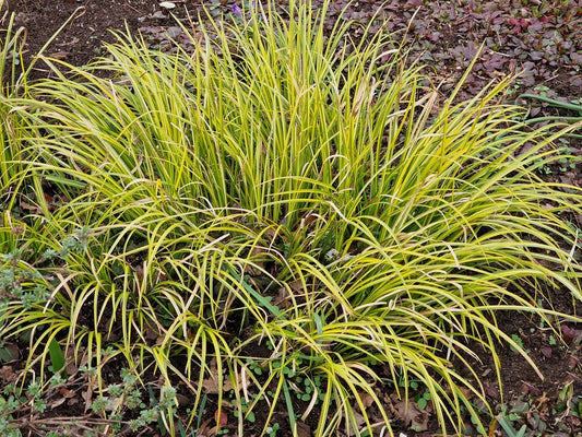 Acorus gramineus Ogon (Golden Variegated) - Marginal Pond Plants - MP004