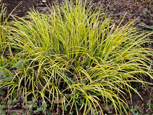 Acorus gramineus 'Ogon'
