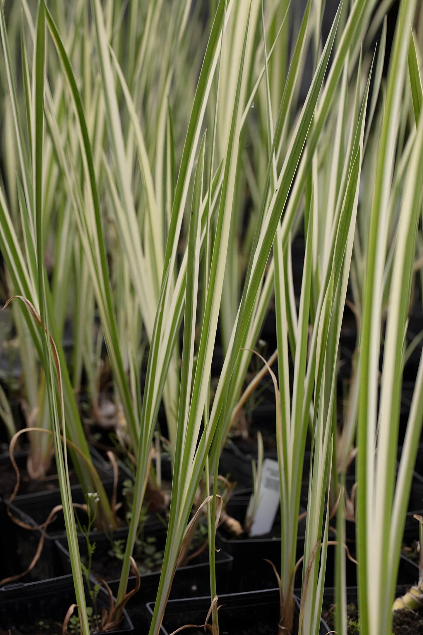 Acorus calamus variegatus
