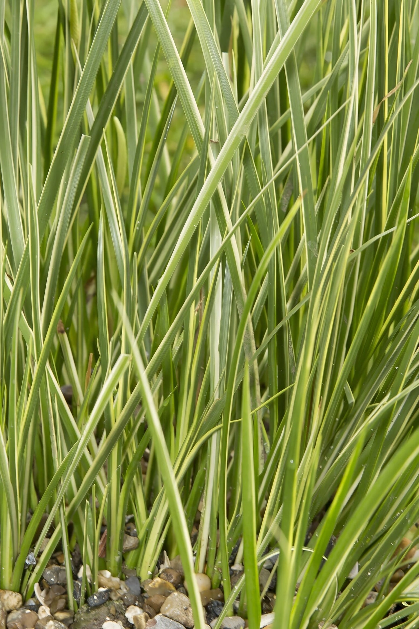 Acorus gramineus variegatus