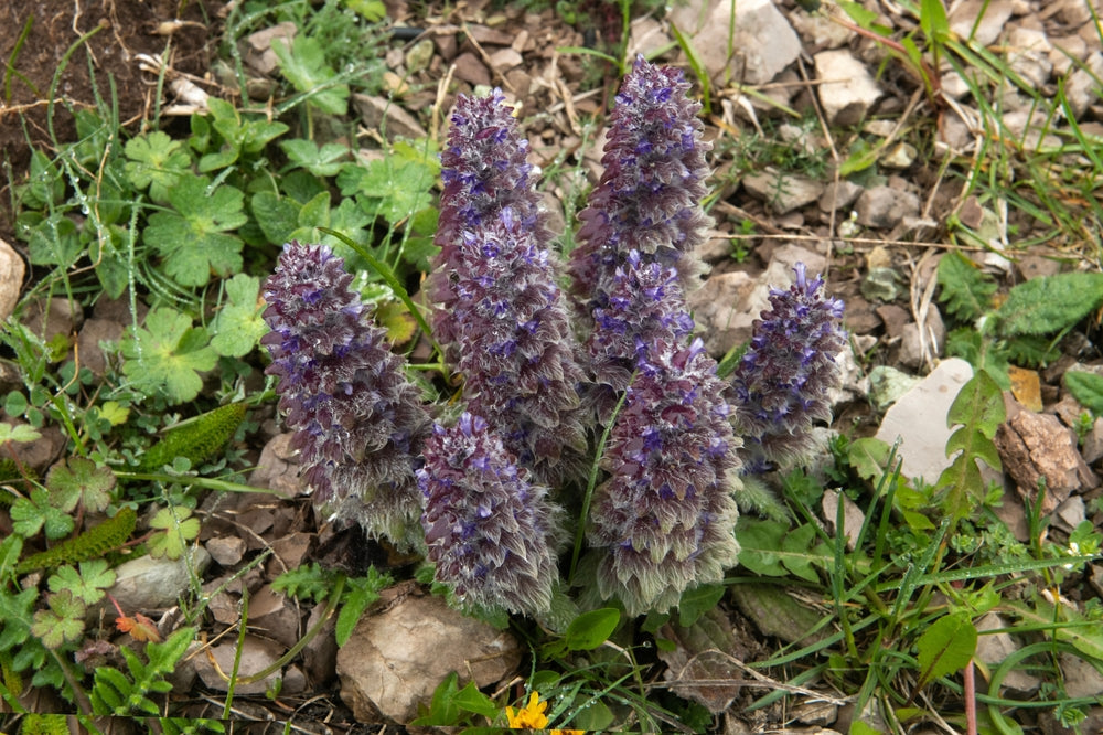 Ajuga pyramidalis 'Metallica Crispa' - Marginal Pond Plants - BP002