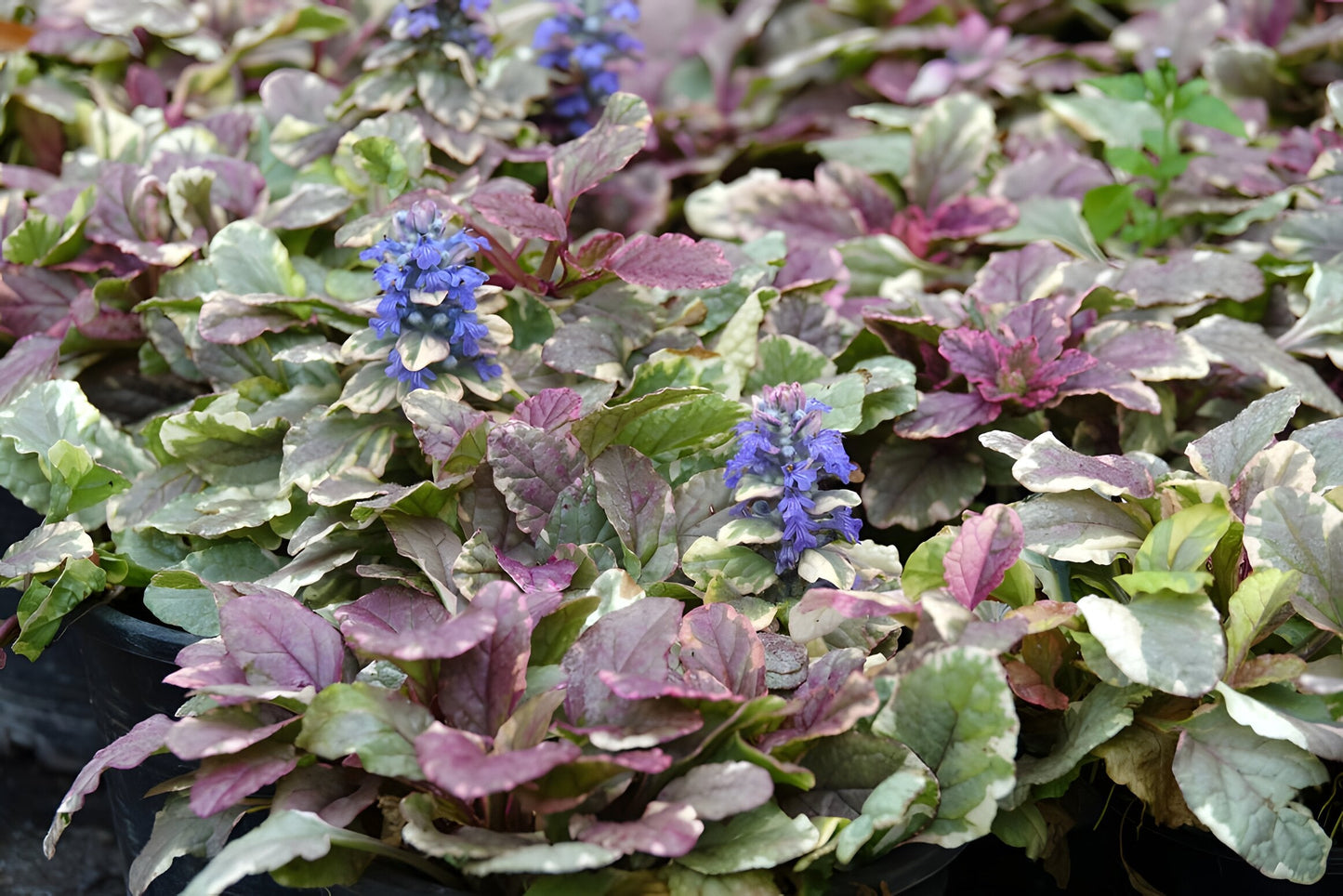 Ajuga reptans 'Burgundy Glow'