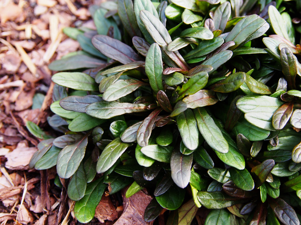 Ajuga reptans 'Chocolate' - BP003A Packs