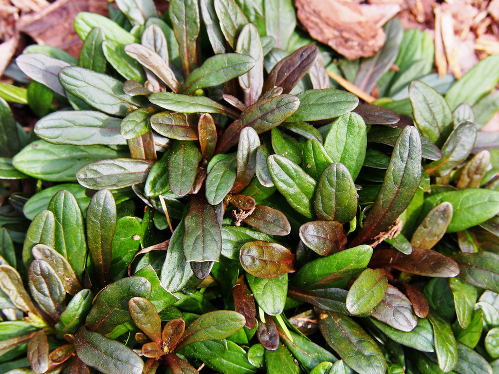 Ajuga reptans 'Chocolate' - Marginal Pond Plants - BP003A