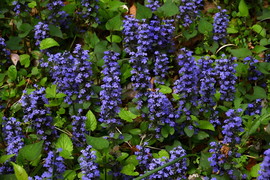 Ajuga reptans 'Common'
