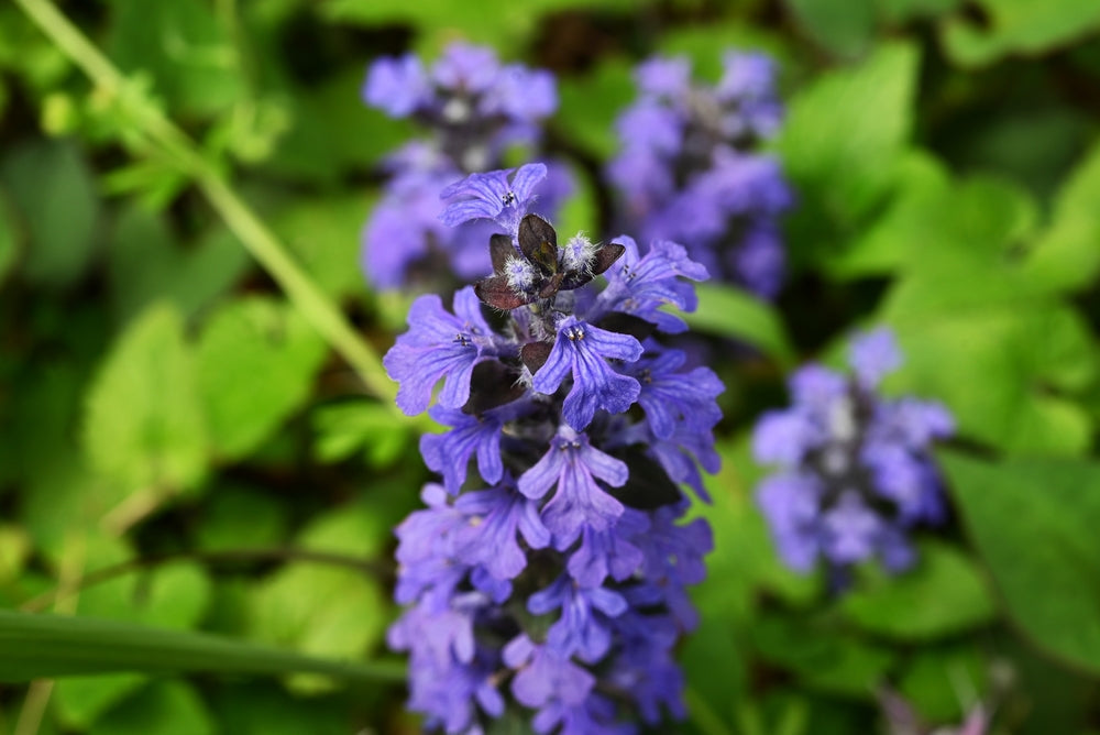 Ajuga Reptans 'Common' - BP002A Packs