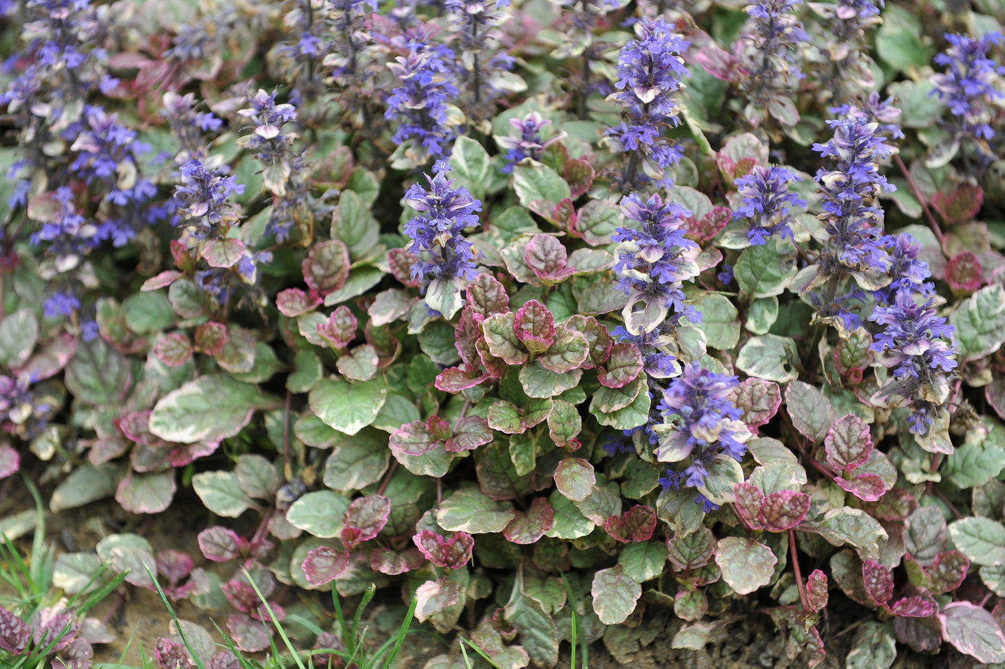 Ajuga Reptans Variegated - Marginal Pond Plants - BP004