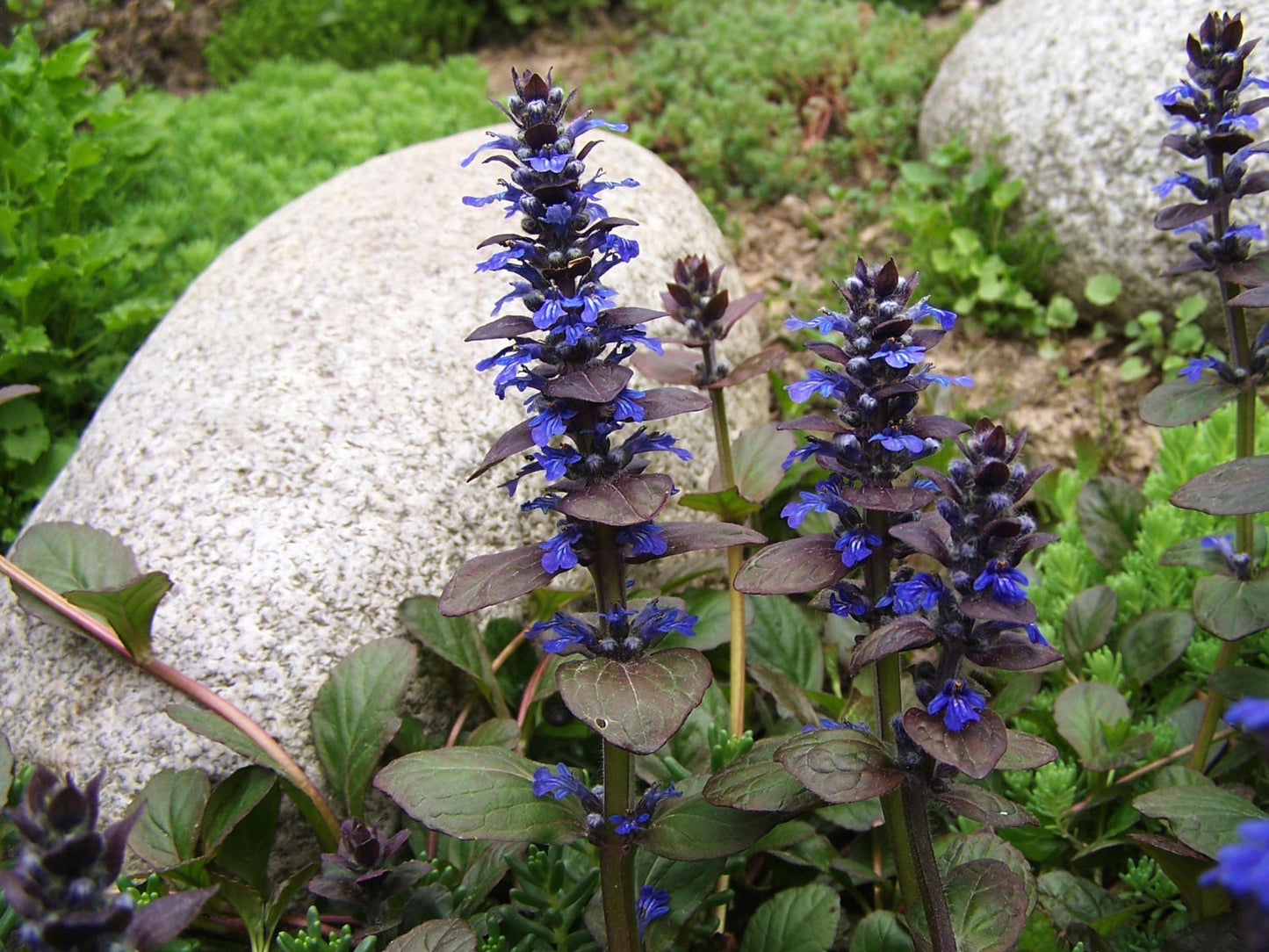 Ajuga reptans (Burgundy Glow) - BP003 Packs