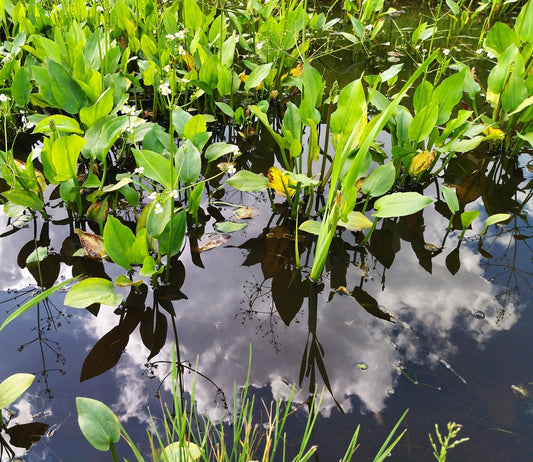 Alisma Lancelot (Mad dog weed) - Marginal Pond Plants - MP007A