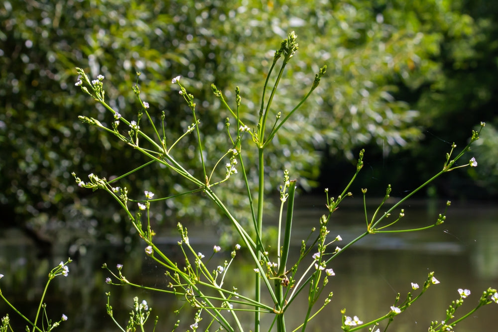Alisma parviflorum (American Plantain) - Marginal Pond Plants - MP007