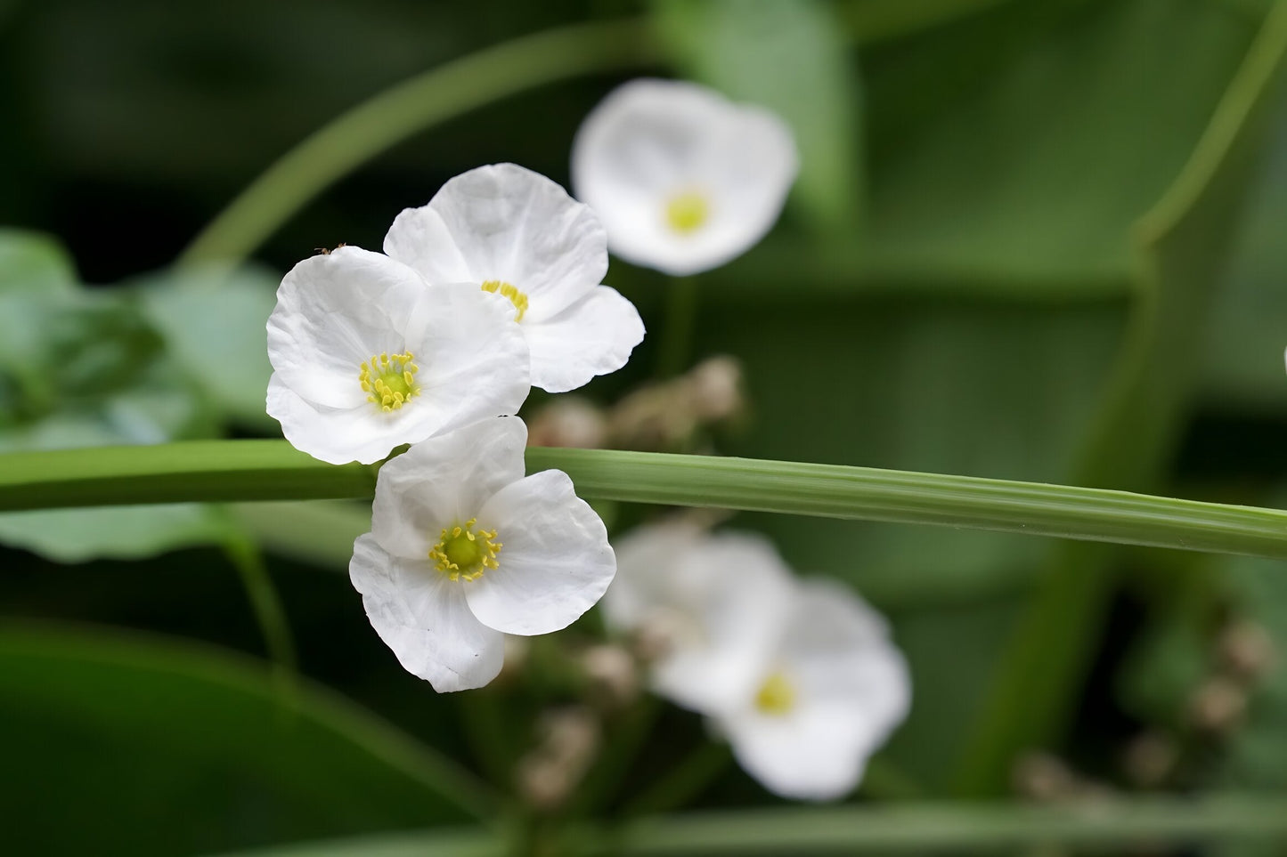 Alisma lancelot