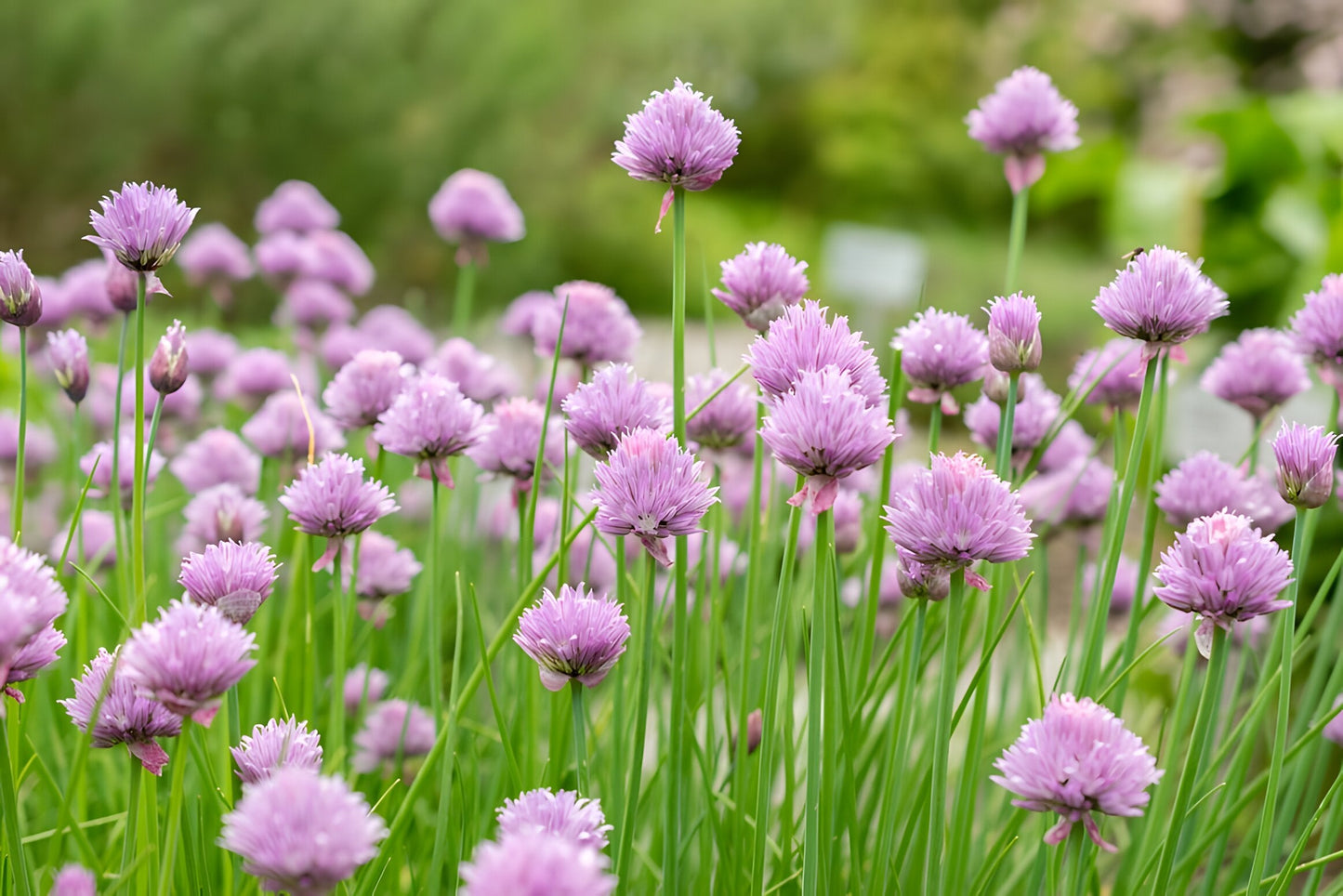 Allium schoenoprasum