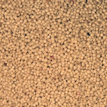 Organic Amaranth Grain