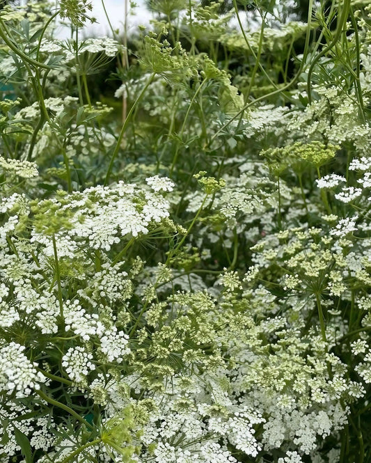 Ammi majus