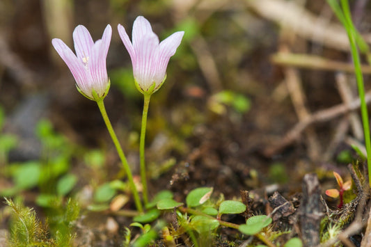 Anagallis tenella