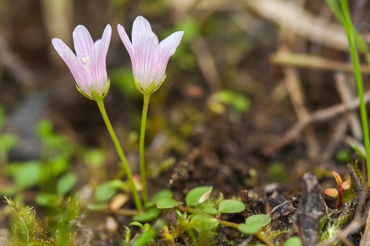 Anagallis tenella