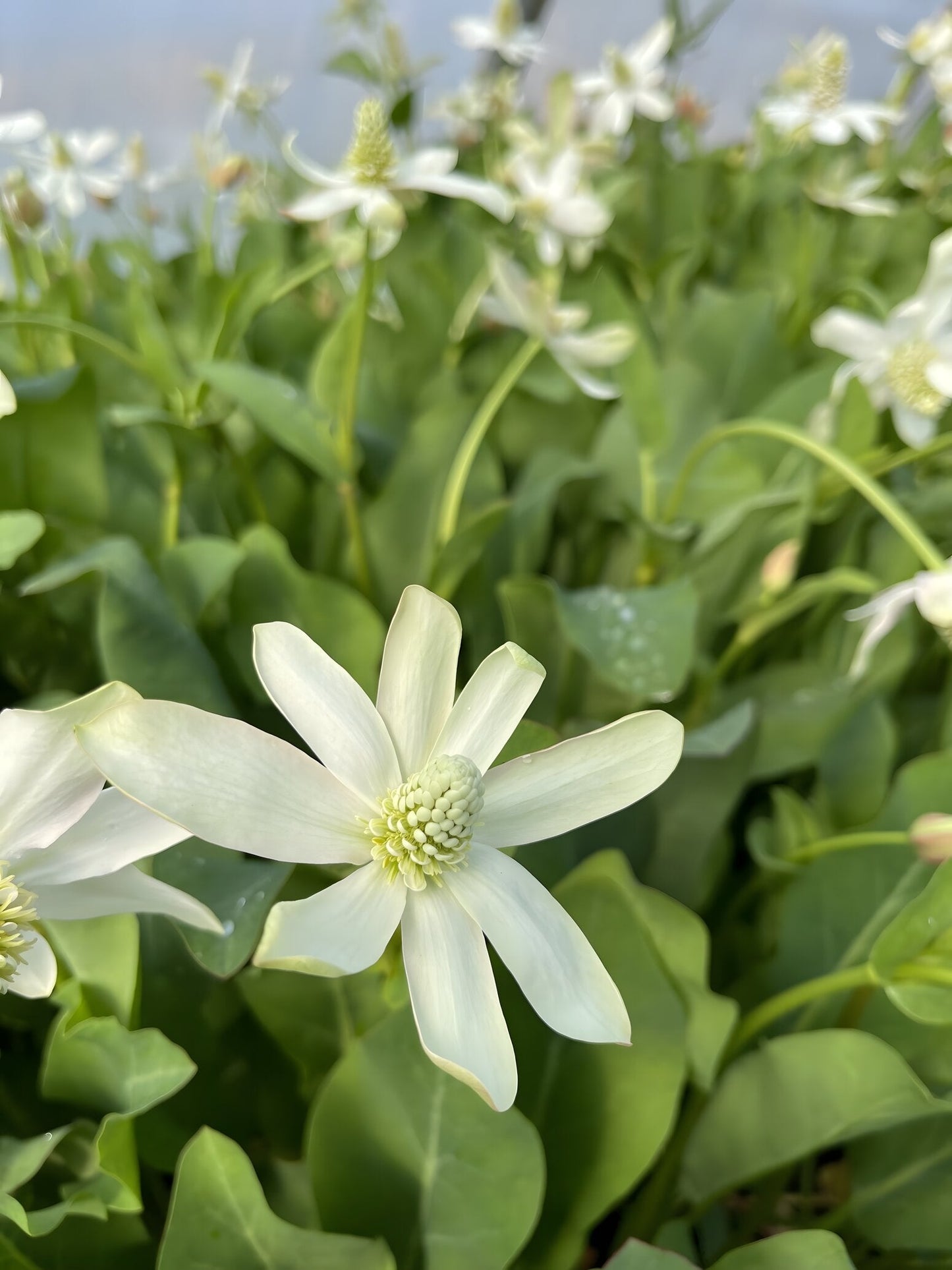 Anemopsis californica