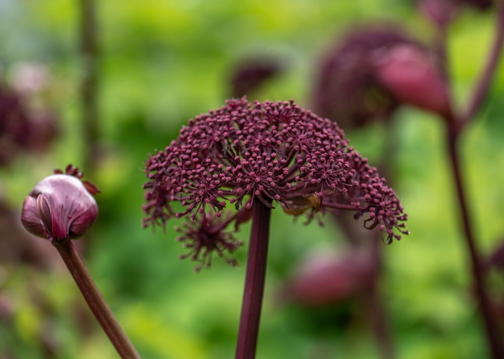 Angelica Gigas - BP008 Packs