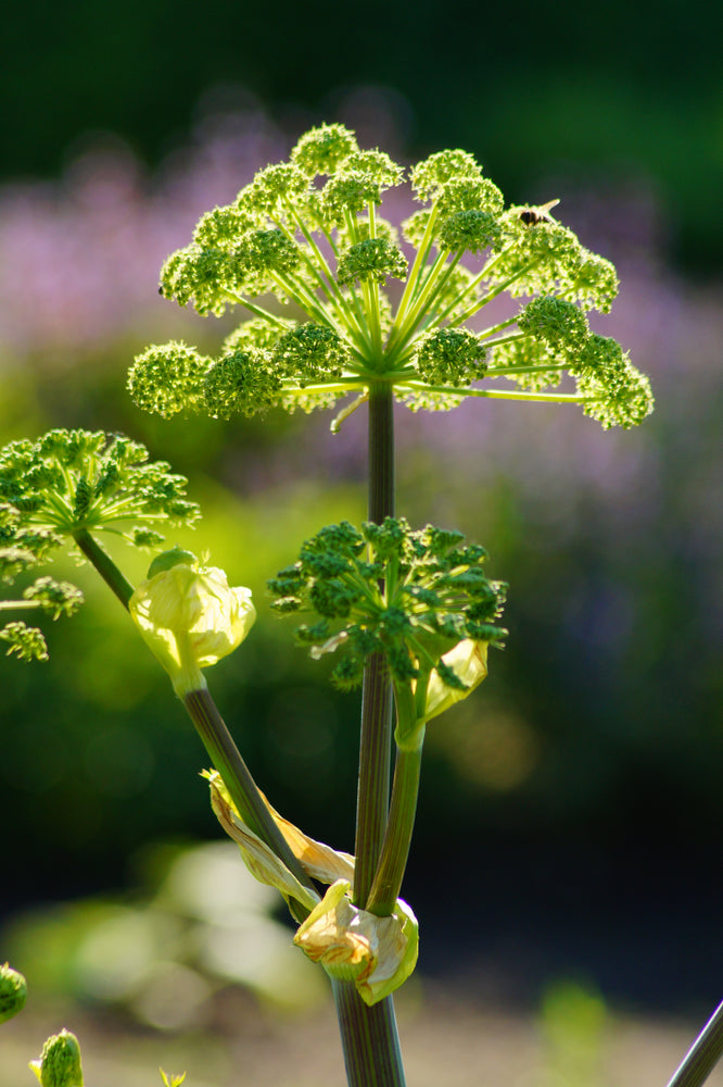 Angelica archangelica - Marginal Pond Plants - BP007