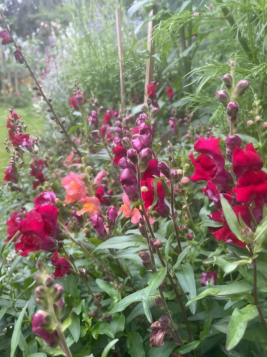 Antirrhinum Crown Mixed