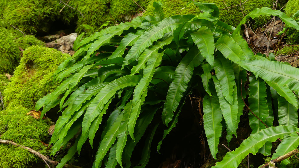 Asplenium scolopendrium angustatum - Marginal Pond Plants - BP011
