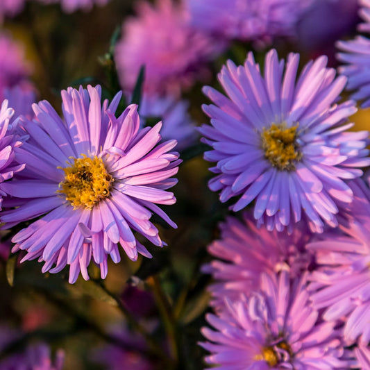 Aster novi - belgii 'Jenny' 9cm