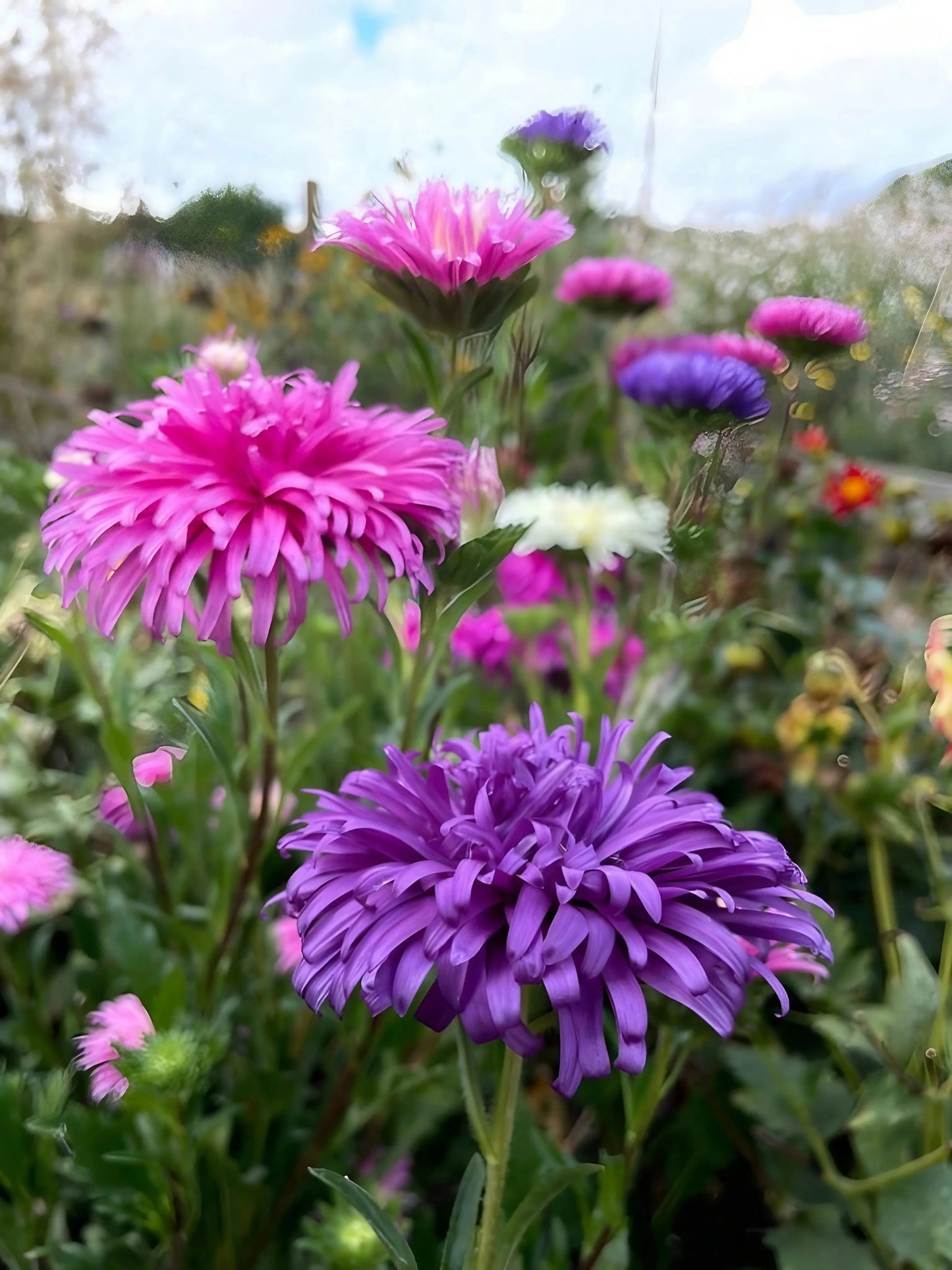Aster Ostrich Plume