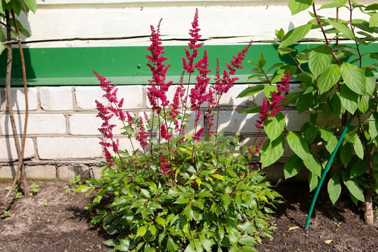 Astilbe Burgundy Red - Marginal Pond Plants - BP013A