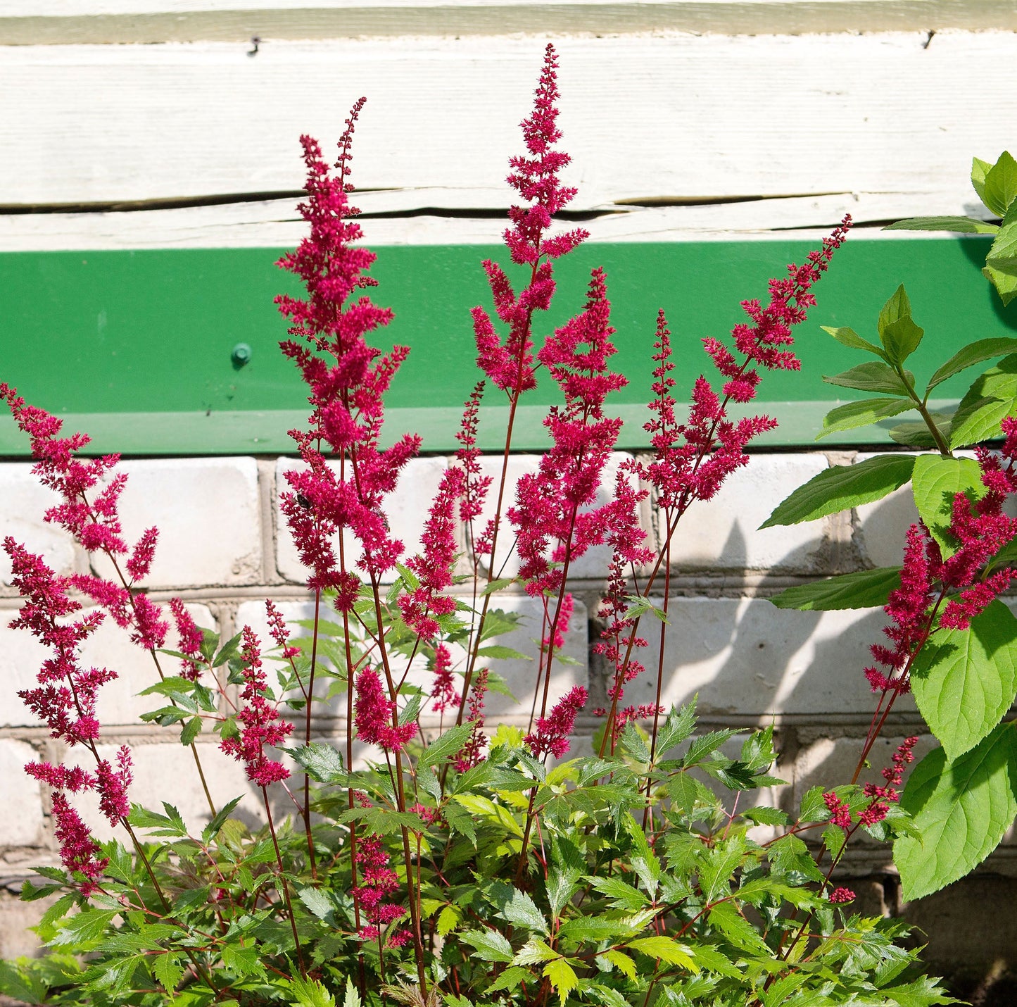 Astilbe Burgundy Red - BP013A Packs