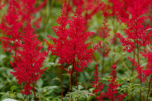 Astilbe red baron (False goats beard) - Marginal Pond Plants - BP015