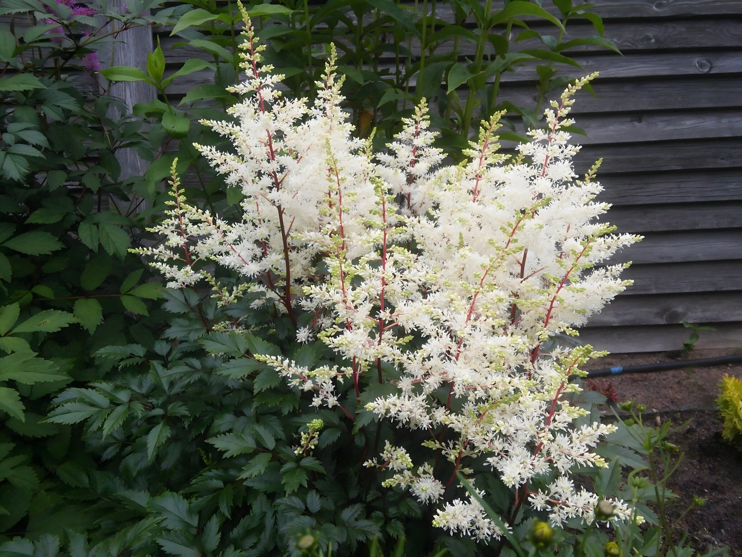 Astilbe 'Avalanche'