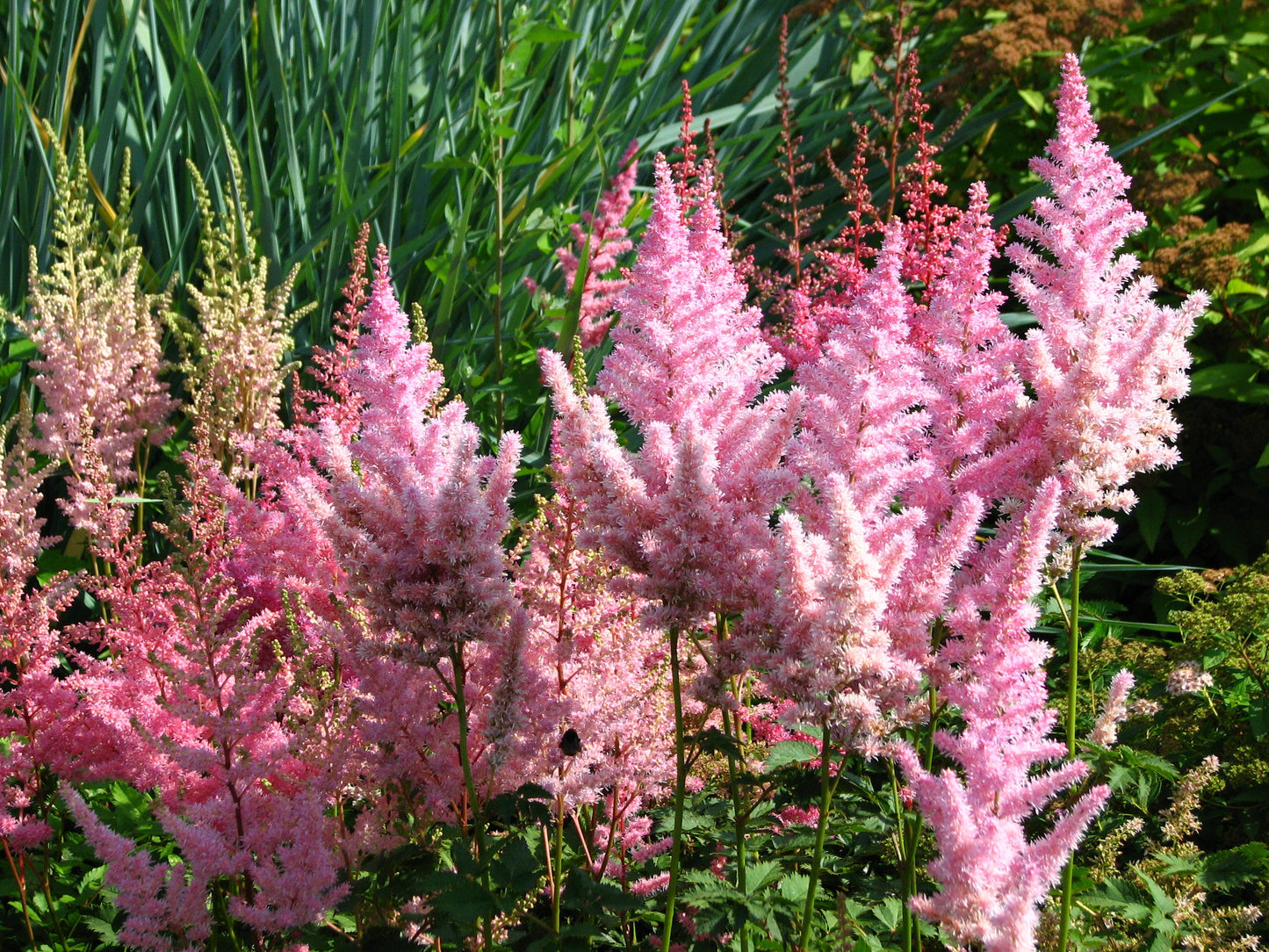 Astilbe Pink (Erika) - BP013 Packs