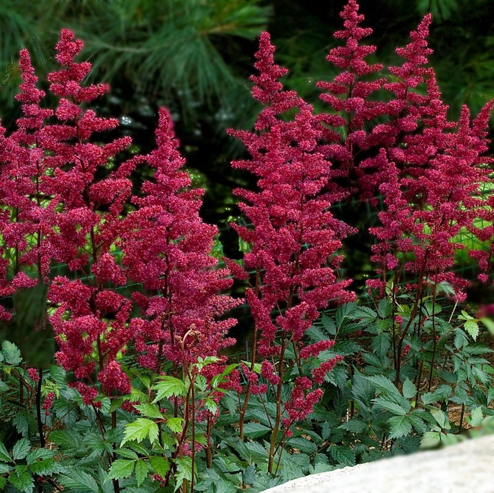 Astilbe Red Baron - BP015 Packs
