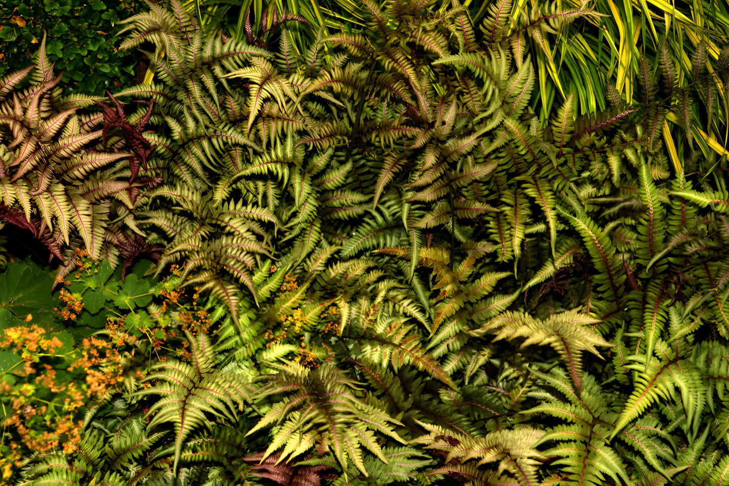 Athyrium niponicum 'Metallicum'