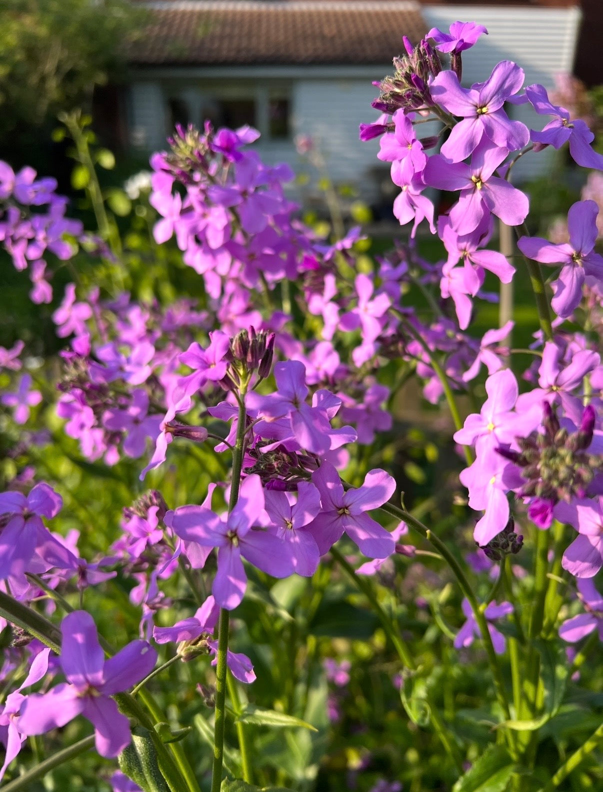 Hesperis MIxed