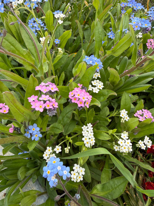 Forget-me-not Victoria Mixed