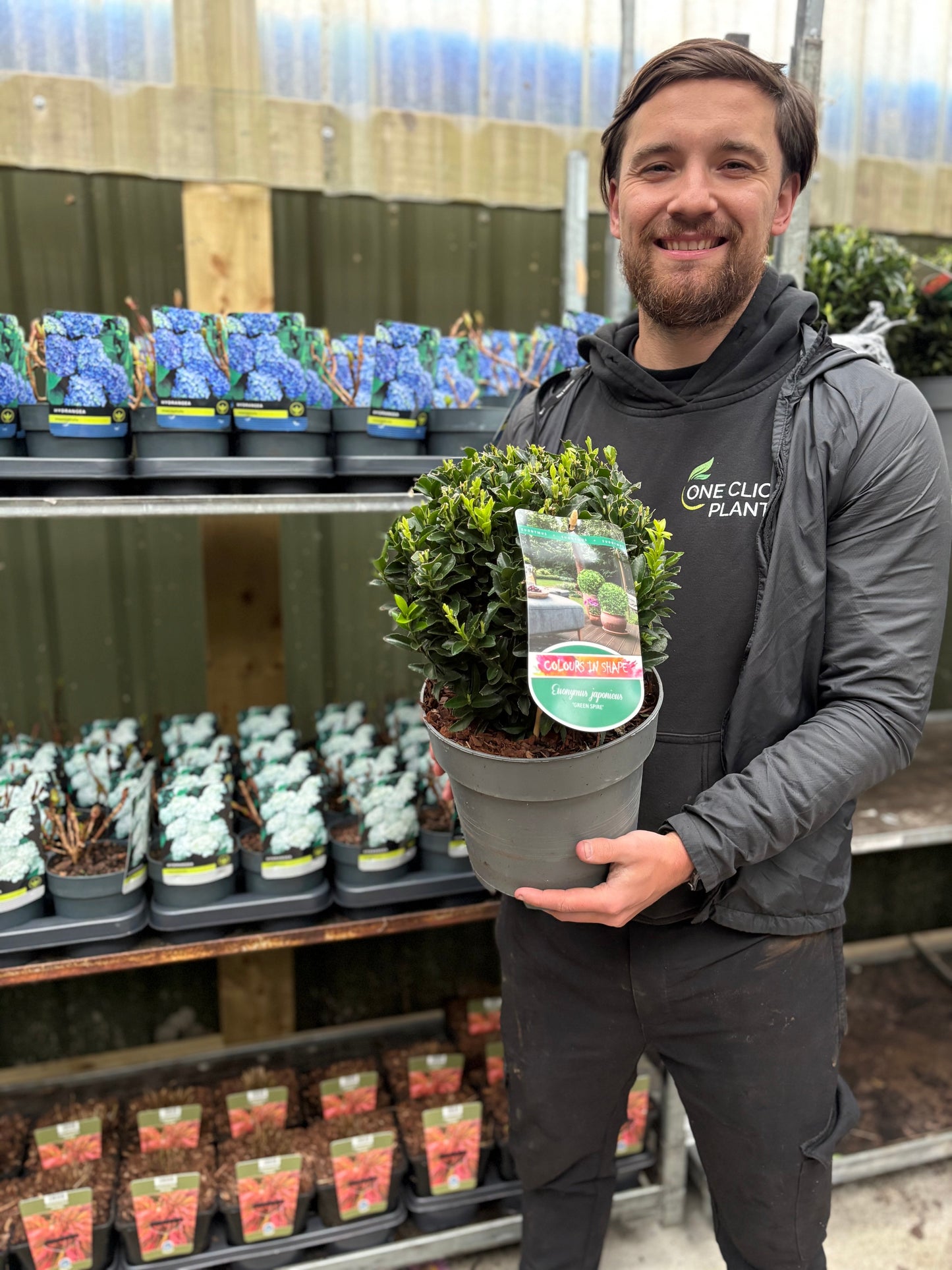 Euonymus japonicus Ball 'Green Spire' 2L/5L