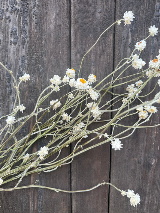 Ammobium Dried | Winged Everlasting | Norfolk 50-70cm