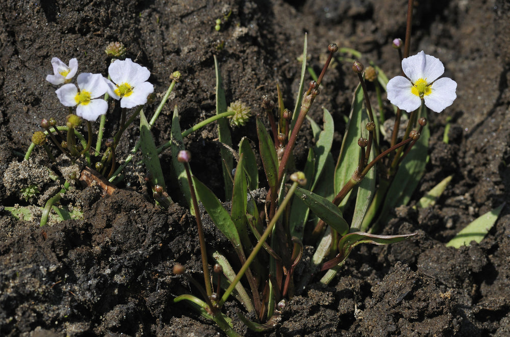 Baldellia ranunculoides