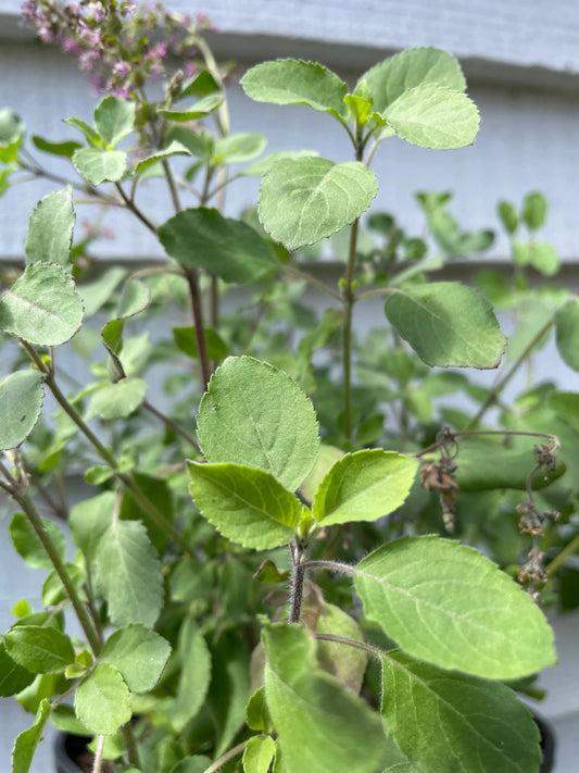 Basil Holy Thai